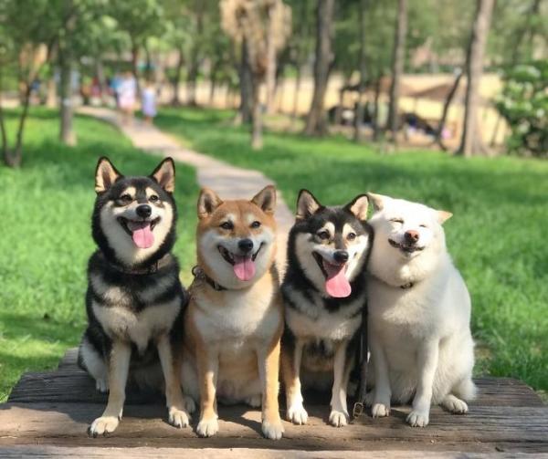 Chú chó Shiba Inu nổi tiếng khắp thế giới vì trình ‘phá game’ khi chụp ảnh cùng hội bạn