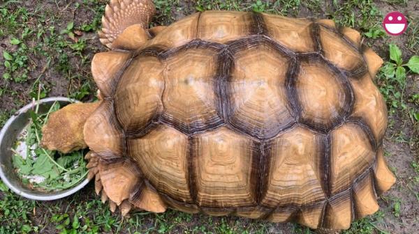 Chú rùa bỏ đi phượt suốt hơn 3 tháng được tìm thấy cách nhà tận 200 mét