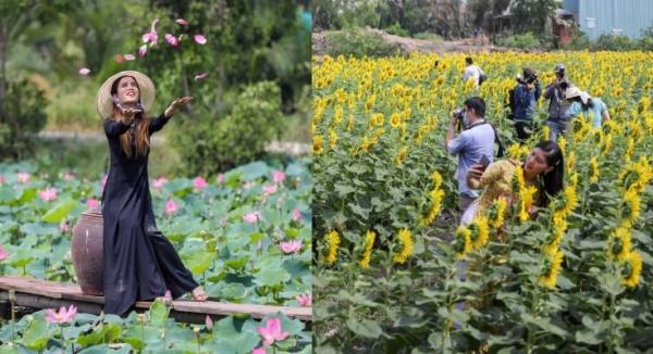 Vườn hoa hướng dương và hồ sen thơ mộng ở ngoại thành Sài Gòn thu hút giới trẻ đến check-in