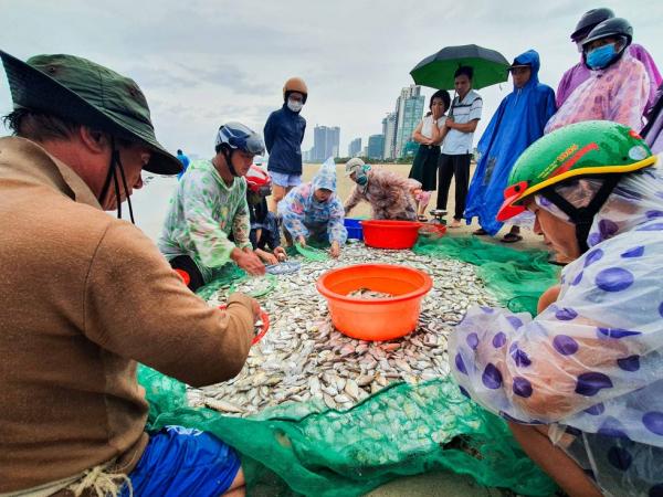 Đà Nẵng: Ra bờ biển kéo lưới ‘theo kinh nghiệm dân gian’, ngư dân trúng mẻ cá liệt