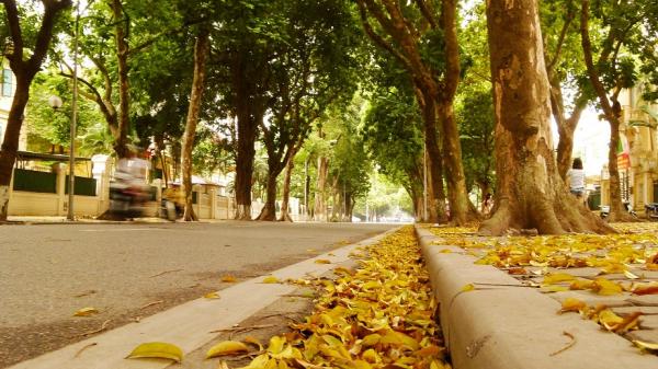 Hàng loạt clip ‘mưa lá vàng’ ở Hà Nội được chia sẻ rầm rộ, xem xong ai cũng muốn ra đường đứng ‘canh’ để chụp ảnh