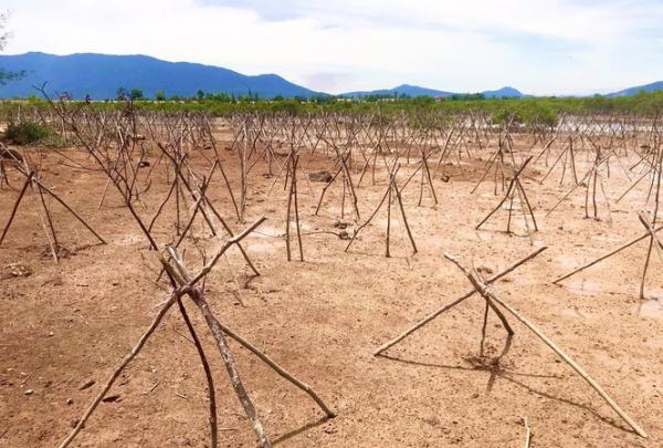 Rừng ngập mặn ở Hà Tĩnh vừa trồng đã chết trắng