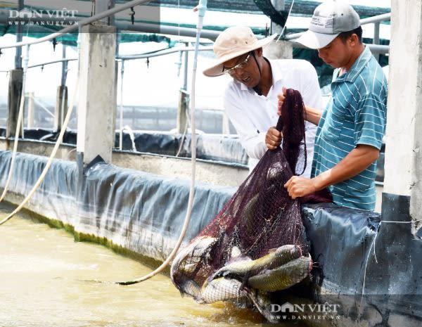 Bạc Liêu: Chàng tỷ phú nông dân nuôi la liệt cá, tôm ‘độc, lạ’ bắt bán cả trăm tấn mà phát tài