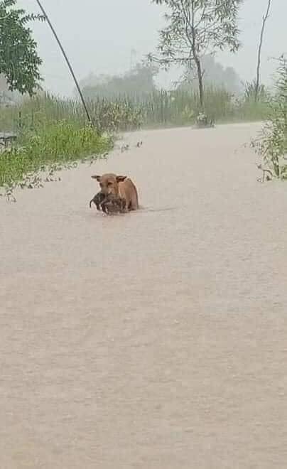 Rơi nước mắt hình ảnh chó mẹ cứu đàn con bất chấp trong cơn mưa lớn, nước lũ dâng cao