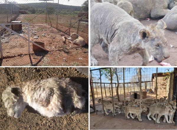 Mối lo lớn từ trang trại sư tử tại Nam Phi
