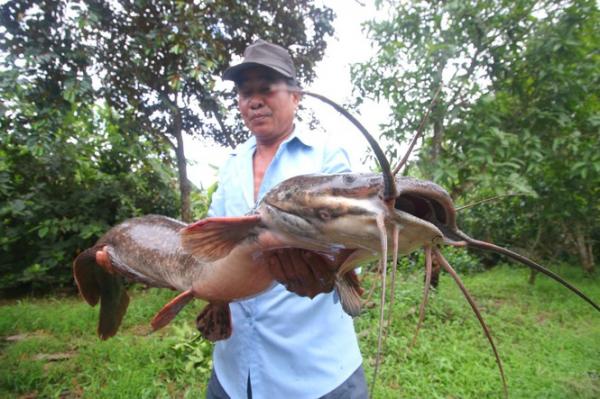 Bắt được cá trê ‘khủng’ dài 1 mét ở Hậu Giang