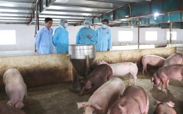 Thanh Hóa: Tích cực tái đàn, chủ động phòng chống bệnh dịch tả lợn châu Phi tái phát