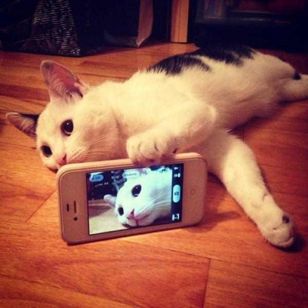 Cùng xem bọn thú cưng cũng biết tự dùng điện thoại để chụp ảnh selfie
