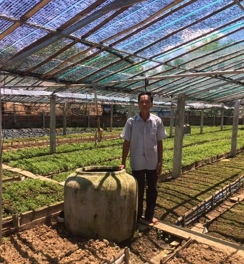 Quảng Nam: Một ông nông dân mang rau dại về vườn trồng chăm như chăm con mọn và bất ngờ lãi lớn