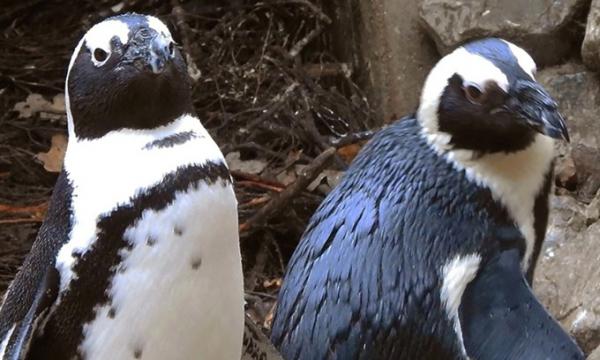 Đôi cánh cụt đực cướp trứng của cặp chim cái đồn‌g tín‌h