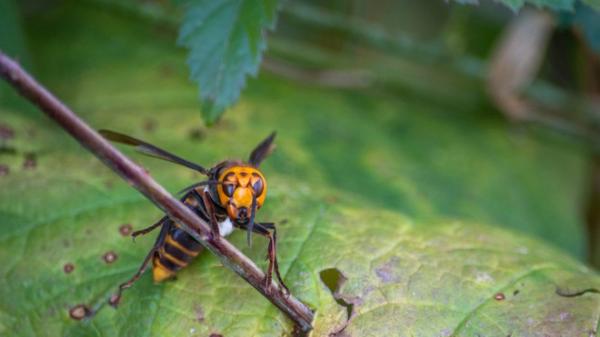 Bất ngờ phát hiện tổ ong bắp cày “sát thủ” đầu tiên ở Mỹ