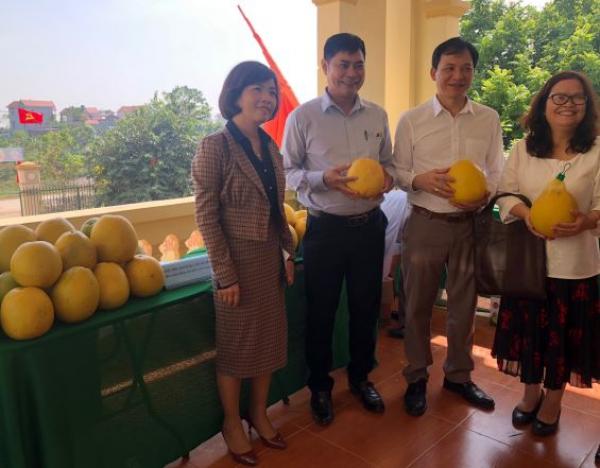 Hà Nội: Công nhận thương hiệu bưởi Thồ Bạch Hạ - Phú Xuyên