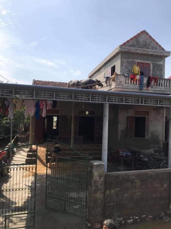Giải cứu thành công 2 chú trâu mắc kẹt trên nóc nhà do lũ lớn ở Quảng Bình