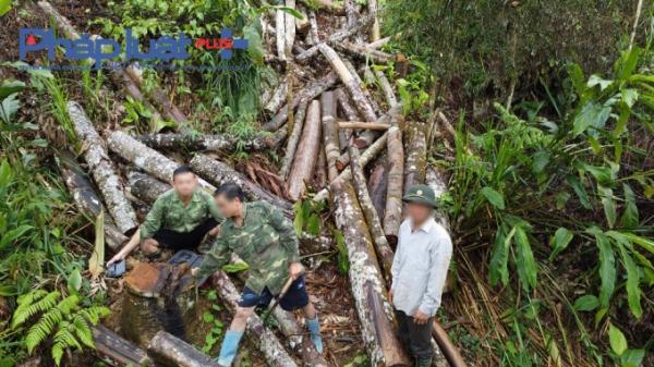 Hà Giang: La liệt gỗ tự nhiên bị tàn phá để trục lợi
