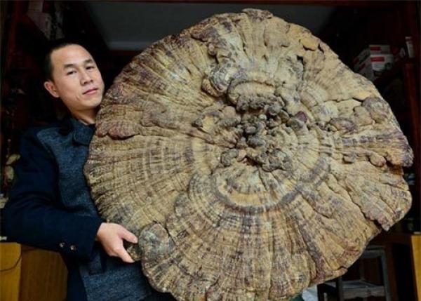 Phát hiện “nấm bất tử” khổng lồ ở Trung Quốc