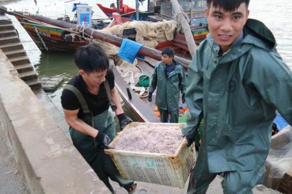 Được mùa ruốc biển, ngư dân Hà Tĩnh kiếm tiền triệu mỗi ngày