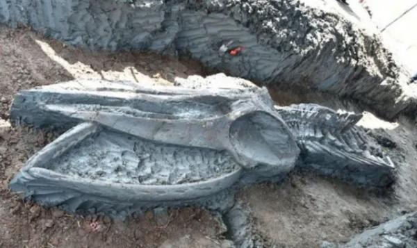 Tìm thấy hóa thạch cá voi cổ đại siêu hiếm 5000 năm ở Thái Lan