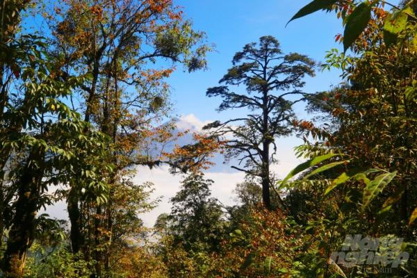 Vẻ đẹp ngỡ ngàng của rừng cây thay lá tại Lào Cai