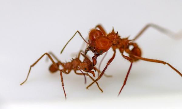 Phát hiện loài côn trùng đầu tiên có “áo giáp” sinh học