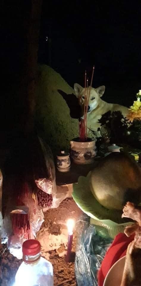 Chó mẹ cùng đàn con nằm canh mộ chủ sau sạt lở đất ở Quảng Nam