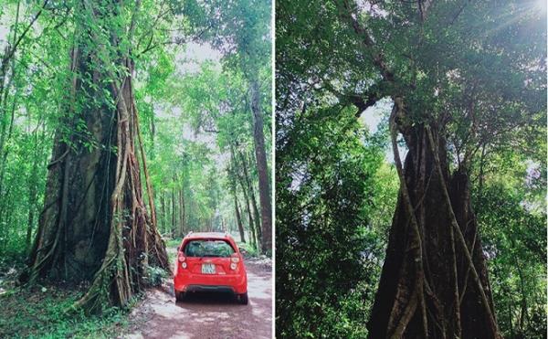 Cây kơ-nia lớn nhất Việt Nam gây ấn tượng đặc biệt trong khu bảo tồn thiên nhiên Đồng Nai