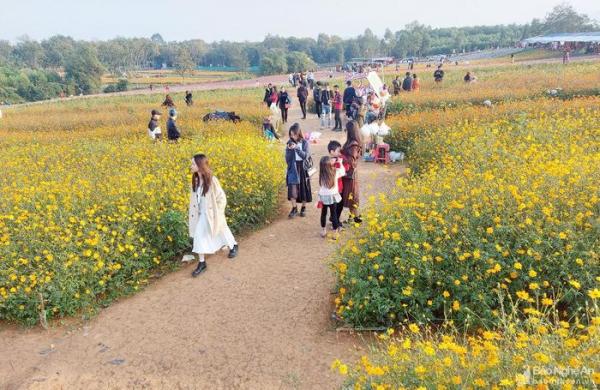 Hàng nghìn du khách đổ về cánh đồng hoa ở Nghệ An trong ngày đầu năm