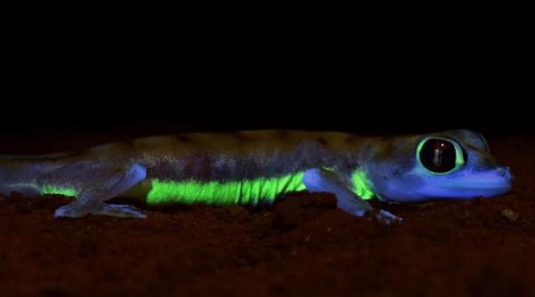 Loài tắc kè sa mạc kì lạ có khả năng phát sáng dưới ánh trăng
