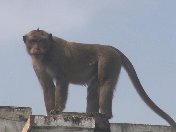 Cận cảnh đàn khỉ hơn 10 con trước khi bị bắn thuốc mê