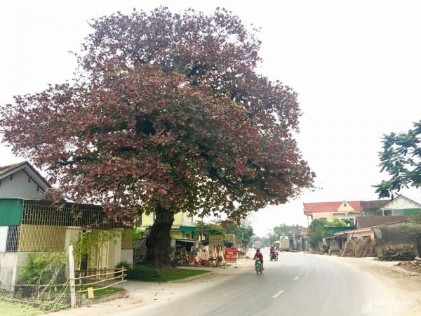 “Cụ” cây bàng cổ gần 250 tuổi ở Nghệ An, xòe tán rộng 15m chuyển lá màu đỏ, quyến rũ đến lạ kỳ