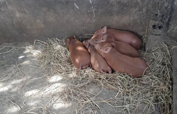Chuyện lạ: Một cô lợn nái đẻ liên tục 2 lứa tổng cộng 21 chú lợn con chỉ sau 18 ngày