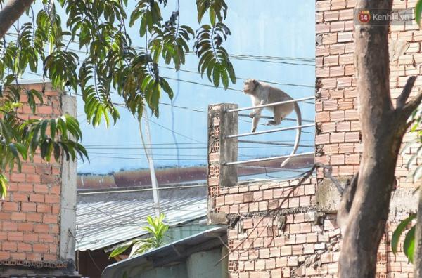 Cận cảnh đàn khỉ “đại náo” khu dân cư ở Sài Gòn khiến người dân mệt mỏi: Chúng rất sợ đàn ông