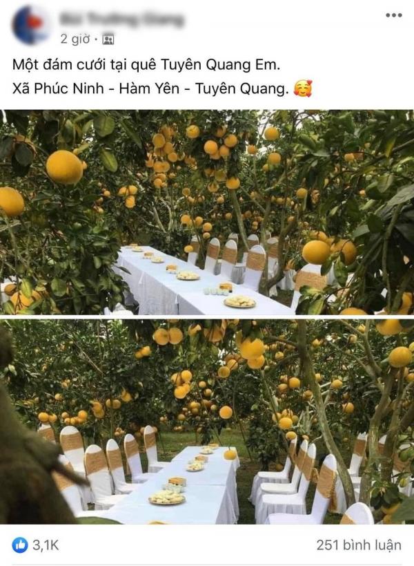 Địa điểm tổ chức đám cưới độc lạ: Diễn ra ngay ở trong vườn cam