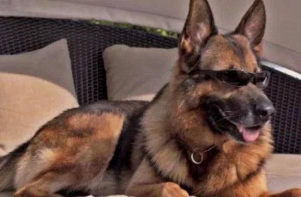 Cuộc sống không ngờ của chú chó giàu nhất thế giới: Lúc ăn phải có m‌ỹ n‌ữ tháp tùng