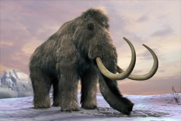 Do đâu mà voi ma mút rậm lông khổng lồ tuyệt chủng?