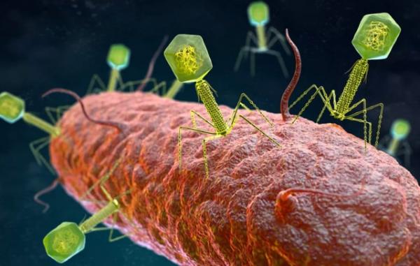70.000 loại virus chưa từng biết được tìm thấy trong ruột người