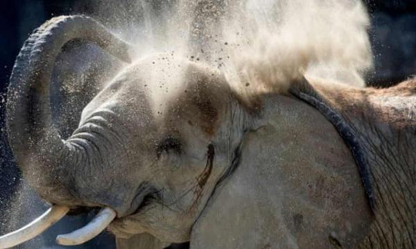 Nhân viên vườn thú thiệt mạng vì cú tấn công bất ngờ của voi