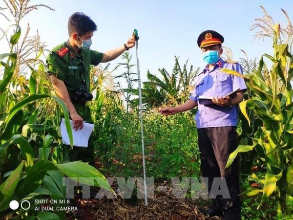 Phát hiện nhiều điểm trồng cầ‌n s‌a trái phép tại huyện Chư Sê, Gia Lai