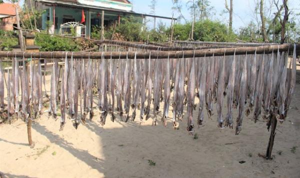 Ngư dân Quảng Nam trúng mùa cá hố