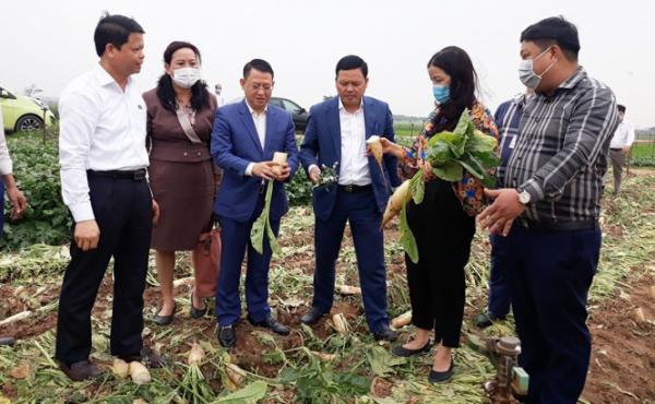 Hà Nội: Hỗ trợ những quận, huyện cần ‘giải cứu’ nông sản