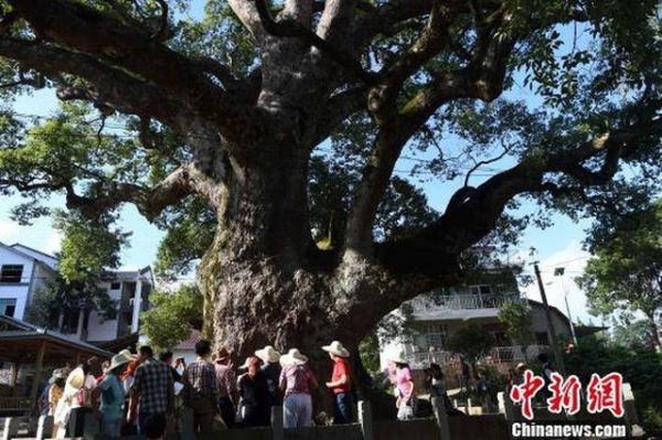 Strangely, the Buddha statue is housed in a camphor tree hole over 1,000 years old