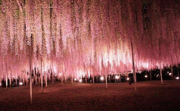 April, see wisteria flowers in the most beautiful places in Japan