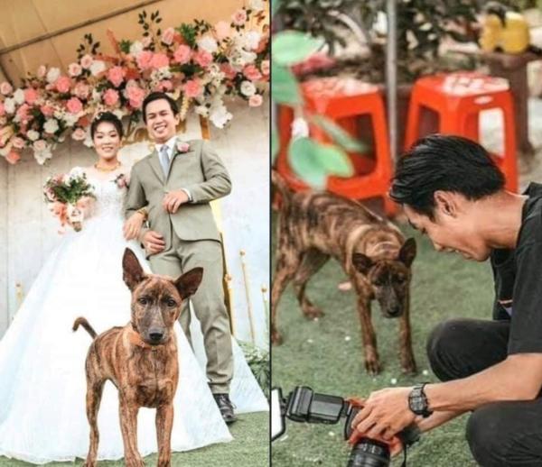 Chú chó đòi xem lại ảnh cưới khi được chụp ké
