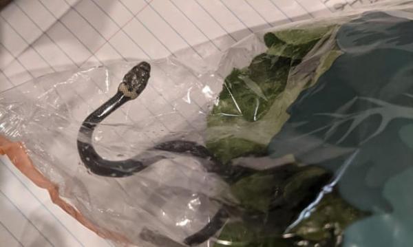 Hoảng hồn phát hiện rắn độc trong túi rau diếp mua tại siêu thị