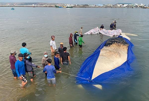Bình Thuận: Cá Ông dài 15m lụy ngoài khơi được đưa vào bờ