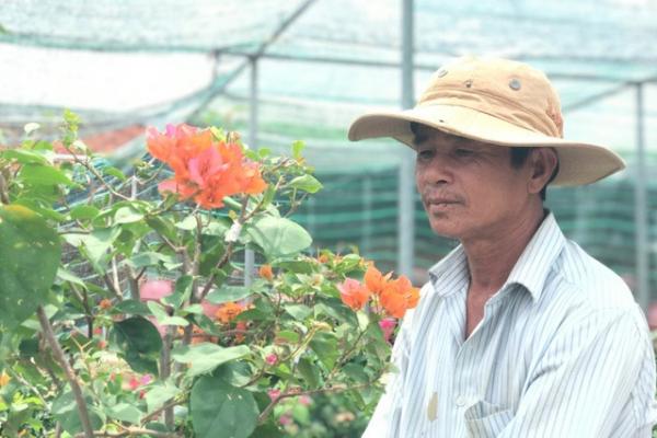 Bỏ phụ hồ về trồng hoa giấy, lão nông thu 500 triệu đồng mỗi năm