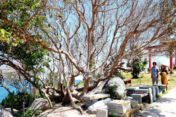 Xác lập kỷ lục Bách Niên Cổ Mộc cho cây kơ nia tại chùa Thiên Ân