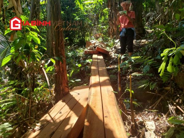 Cận cảnh rừng gỗ quý trăm tuổi bị tàn phá ở huyện A Lưới - Thừa Thiên Huế