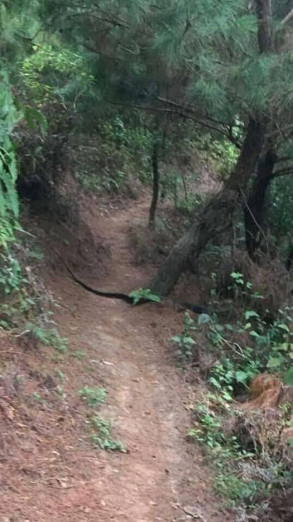 Sơn La: Xôn xao hình ảnh con rắn hổ mang chúa khủng xuất hiện tại đồi thông ở Phù Yên, ngành chức năng nói gì?