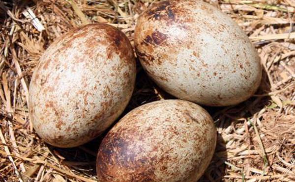 Mang ổ trứng nhặt được trong bụi cây về cho gà nhà ấp, hơn chục ngày sau, thứ được nở ra khiến người đàn ông toát mồ hôi hột