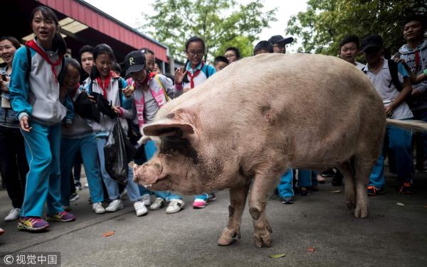 Chuyện xúc động về chú lợn nổi tiếng nhất Trung Quốc